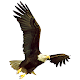 Blue Mountain Eagle Scarica su Windows