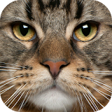 Jigsaw Puzzle Funny Cats icon
