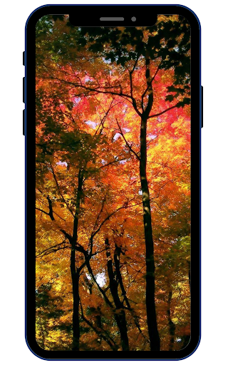 Android application Forest Wallpapers screenshort
