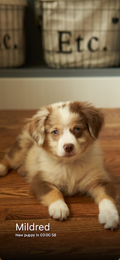 Everyday Puppy Screen 3