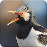 Suara Burung Jalak Suren : Masteran Jalak Suren icon