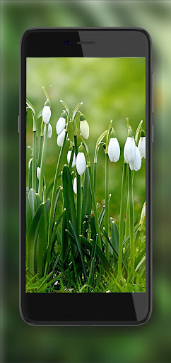 Snowdrops Forest Spring
