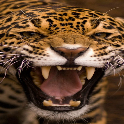 Leopard Live Wallpaper Paralla logo
