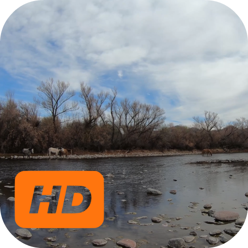 Wild Salt River Horses Video L