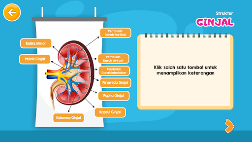 Virtual Lab Sistem Ekskresi screenshot