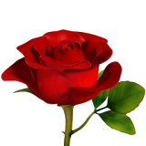 Rose Flower 3D icon
