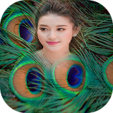 Peacock Feathers Photo Frame icon