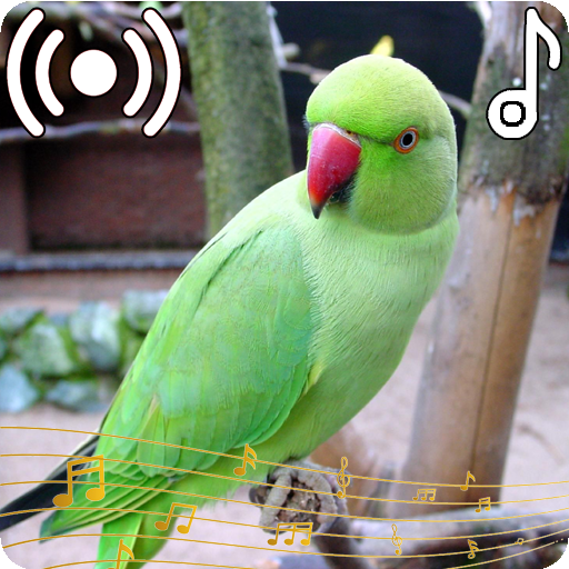Papagaio – Apps no Google Play