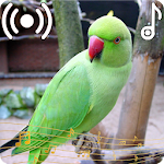 Cover Image of Télécharger Parrot Sounds Ringtone  APK