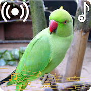 Parrot Sounds Ringtone