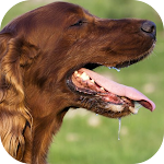 Cover Image of Tải xuống Dog Sounds  APK