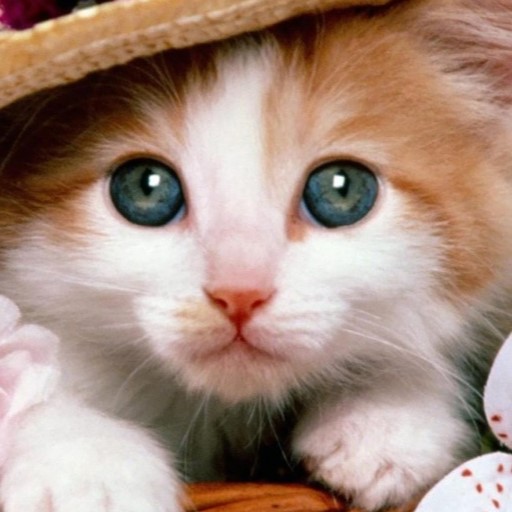 Kitten HD Wallpaper logo
