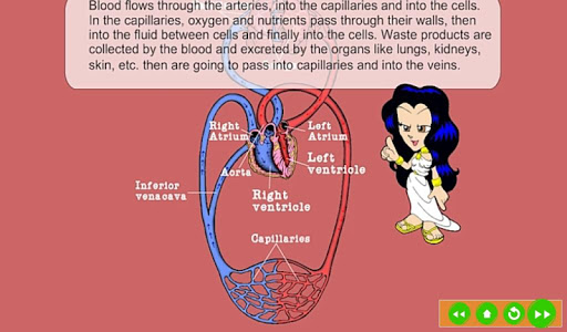 Circulatory System Screen 3