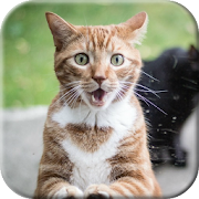 Top 50 Personalization Apps Like Cat licks glass Video LWP - Best Alternatives