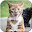 Cat licks glass Video LWP Download on Windows