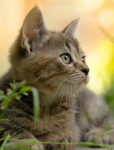 Kitten HD Wallpaper Screen 2