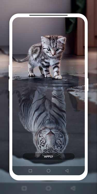 Cat Wallpapers 4k Cute Cats Wallpaper 2020 De Hifiwiki Android Aplicaciones Appagg - Cute Cat Wallpaper For Phone