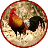 Red junglefowl icon
