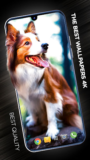 Android application Wallpapers with dogs in 4K screenshort