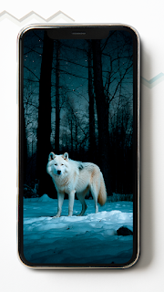 White Wolf HD Wallpapers