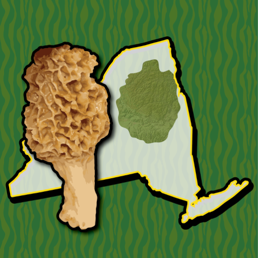 Adirondack Mushroom Forager NY logo