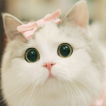 Cover Image of ダウンロード Cute Cat Wallpaper  APK