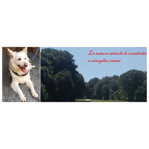 Roberto Formicola logo
