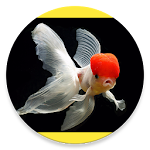 Cover Image of Download Amazing Goldfish  APK