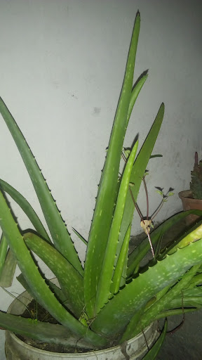 Medicina Natural Alternativa