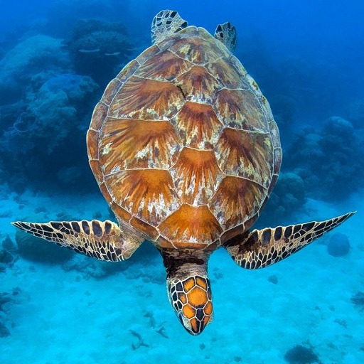 Turtle Wallpaper HD Descarga en Windows