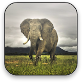 Elephant Free Video Wallpaper icon