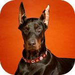 Cover Image of Download Dobermann Wallpapers – Dog Wallpaper  APK