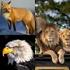 Animals Quiz: Guess And Learn icon