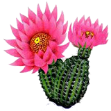 گل و گیاهان اپارتمانی icon