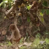 Amusing monkeys icon