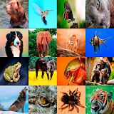 Animal HD Wallpapers icon