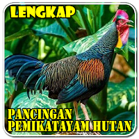 Pancingan Ayam Hutan Lengkap