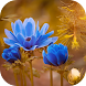 flower images hd - Androidアプリ