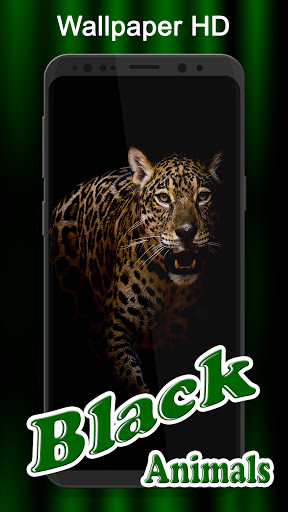 Black Animals Wallpaper HD Screen 3