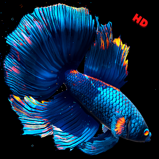 Betta Fish Wallpapers HD Download on Windows
