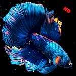 Cover Image of Download Betta Fish Wallpapers HD  APK