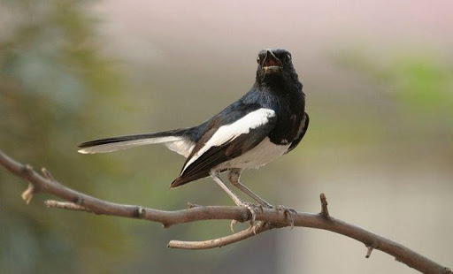 Masteran Kacer Juara