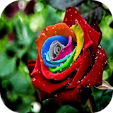 The Best Roses Pictures icon