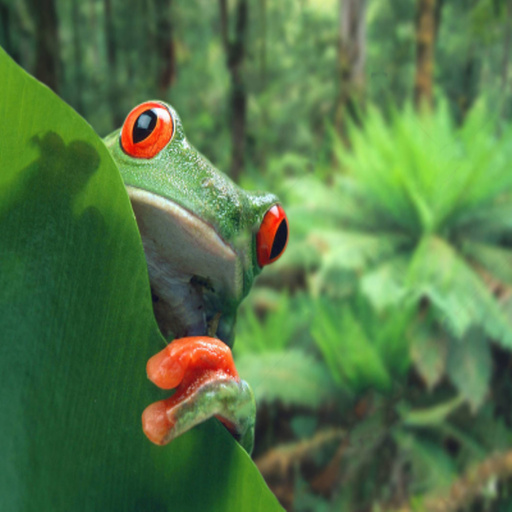 Jump Little Frog logo