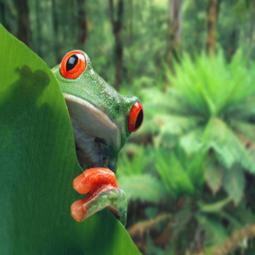 Jump Little Frog Télécharger sur Windows