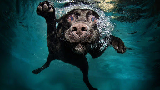 Android application Dog Puzzles Jigsaw Games screenshort