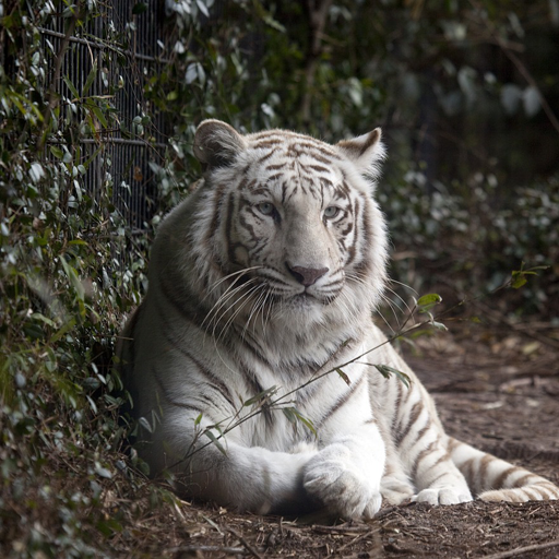 Tiger photo wallpaper logo