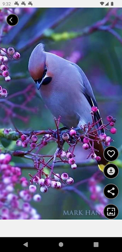 Birds Wallpapers Offline