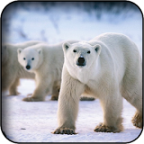 Polar Bear Wallpapers icon