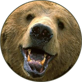 Bear (Animal) sounds icon